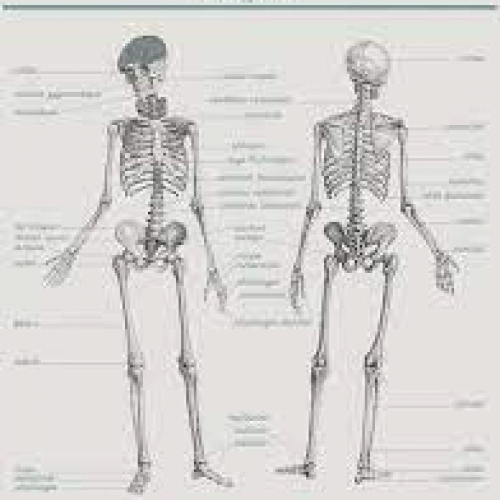 PLANCHE ANATOMIE