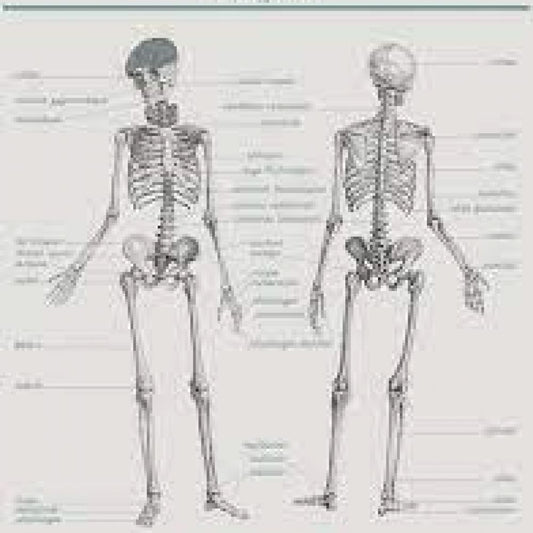 PLANCHE ANATOMIE